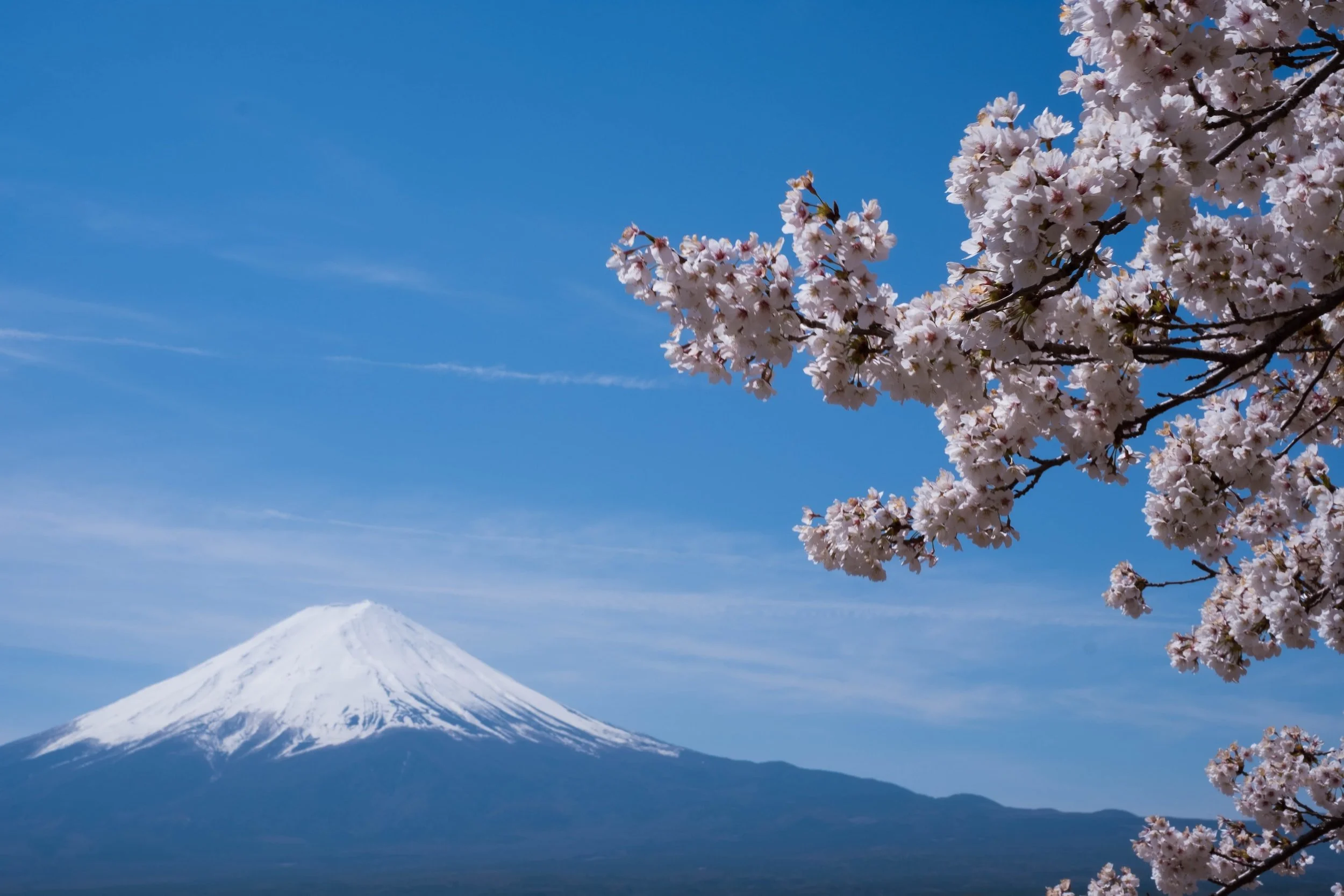 Mount Fuji met kersenbloesem